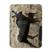 アラスカンカウムースふくらはぎ マグネット (縦)