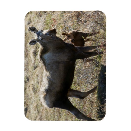 アラスカンカウムースふくらはぎ マグネット (縦)