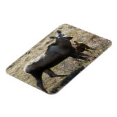 アラスカンカウムースふくらはぎ マグネット (左側)