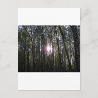 アラスカンサン ポストカード