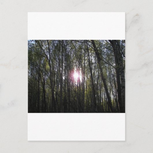 アラスカンサン ポストカード (正面)