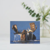 アラスカントンドラ池のブルムース ポストカード (スタンド正面)