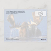 アラスカントンドラ池のブルムース ポストカード (裏面)