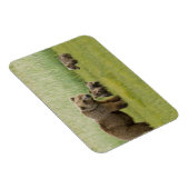 アラスカンブラウンベア種と三つのカブ、ウルソス マグネット (右側)