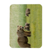 アラスカンブラウンベア種と三つのカブ、ウルソス マグネット (縦)