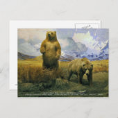 アラスカンブラウンベア ポストカード (正面/裏面)