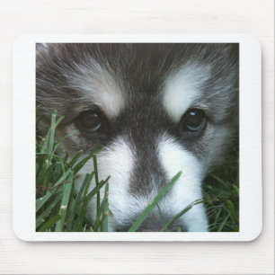 アラスカンマラミュートの子犬 マウスパッド