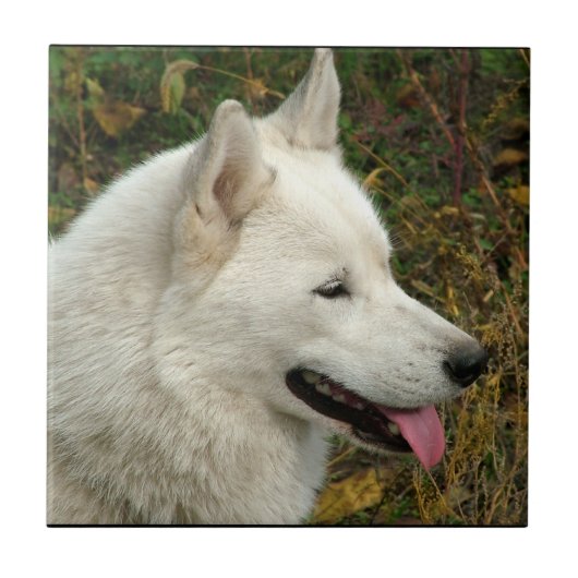 アラスカンマラミュート犬の写真 タイル (正面)