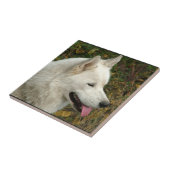 アラスカンマラミュート犬の写真 タイル (側面)