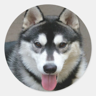 アラスカンマラミュート犬 ラウンドシール