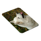 アラスカンマラムテドッグ写真 マグネット (右側)