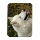 アラスカンマラムテドッグ写真 マグネット (縦)