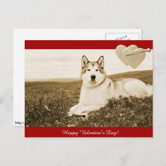 アラスカンマラムテハッピーバレンタインデーはがき シーズンポストカード (正面/裏面)
