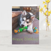 アラスカンマラムテパピーチューインロープ玩具写真 カード (黄色い花)