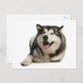 アラスカンマラムテパピードッグハガキ ポストカード (正面/裏面)