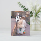 アラスカンマラムテパピーヘッドティルト写真 ポストカード (スタンド正面)