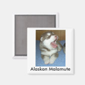 アラスカンマラムテ、アラスカンマラムテ マグネット (正面/裏面)