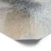 アラスカンマラムートドッグス ポスター (角)