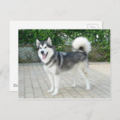 アラスカンマラムートパピードッグ ポストカード (正面/裏面)