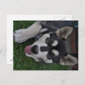 アラスカンマラムート ポストカード (正面/裏面)