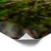 アラスカンレッドポピーカラフルの花 ポスター (コーナー)