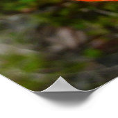 アラスカンレッドポピーカラフルの花 ポスター (角)