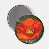 アラスカンレッドポピーカラフルの花 マグネット (正面/裏面)