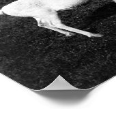 アラスカン・エスキモと捕獲トナカイ ポスター (角)