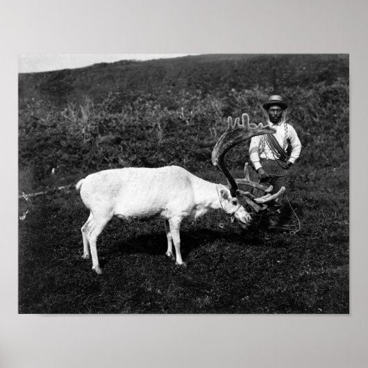 アラスカン・エスキモと捕獲トナカイ ポスター (正面)