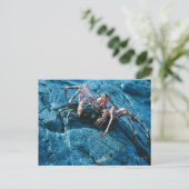 アラスカン・キング・クラブ ポストカード (スタンド正面)