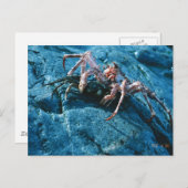 アラスカン・キング・クラブ ポストカード (正面/裏面)