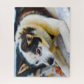 アラスカン・ハスキー犬。 ジグソーパズル (縦)