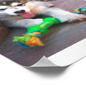 アラスカン・マラミュートの子犬といろどりのロープおもちゃの写真 ポスター (角)