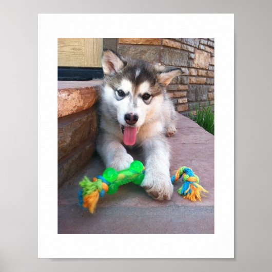 アラスカン・マラミュートの子犬といろどりのロープおもちゃの写真 ポスター (正面)