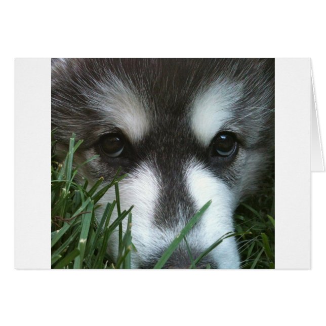 アラスカン・マラミュートの子犬 (正面横)