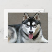 アラスカン・マラムート・ドッグス ポストカード (正面/裏面)