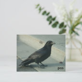 アラスカン・レイヴン ポストカード (スタンド正面)