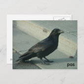 アラスカン・レイヴン ポストカード (正面/裏面)