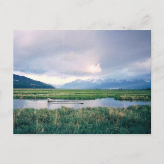 アラスカ保護区 ポストカード (正面)