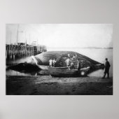 アラスカ写真でブルークジラを切り取る ポスター (正面)