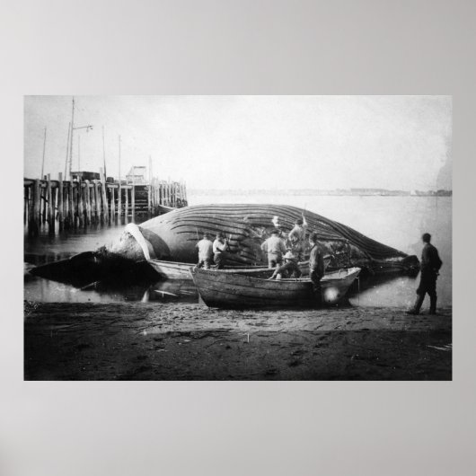 アラスカ写真でブルークジラを切り取る ポスター (正面)