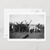 アラスカ写真のトナカイの群れ ポストカード (正面/裏面)