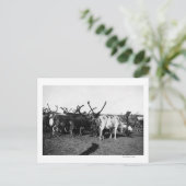 アラスカ写真のトナカイの群れ ポストカード (スタンド正面)