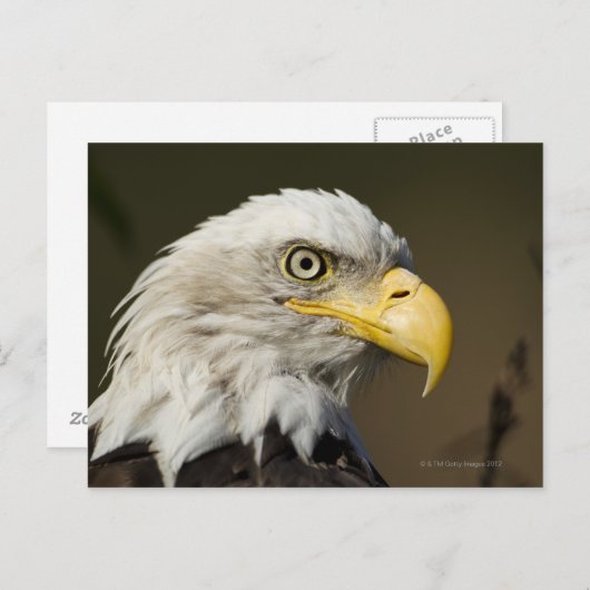 アラスカ州カトマイ国立公園 ポストカード (正面/裏面)