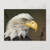 アラスカ州カトマイ国立公園 ポストカード (正面)