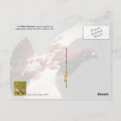 アラスカ州バード – Willow Ptarmigan ポストカード (裏面)