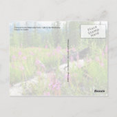 アラスカ州マタヌスカバレーに咲く雑草 ポストカード (裏面)