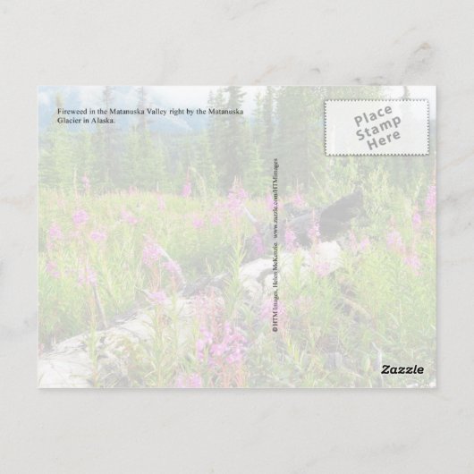 アラスカ州マタヌスカバレーに咲く雑草 ポストカード (裏面)
