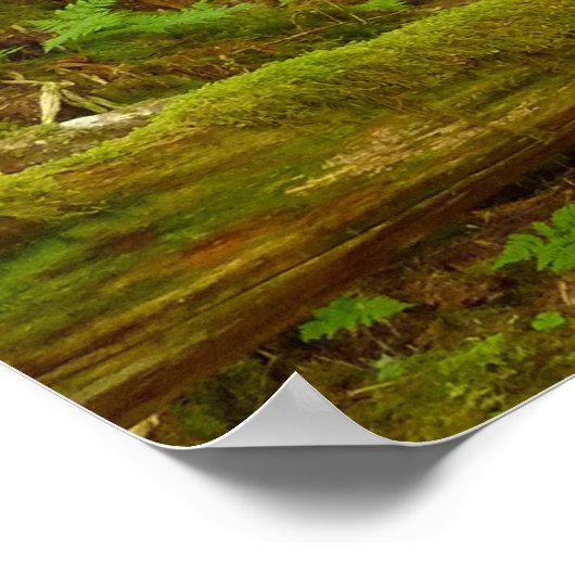 アラスカ温帯雨林 ポスター (角)