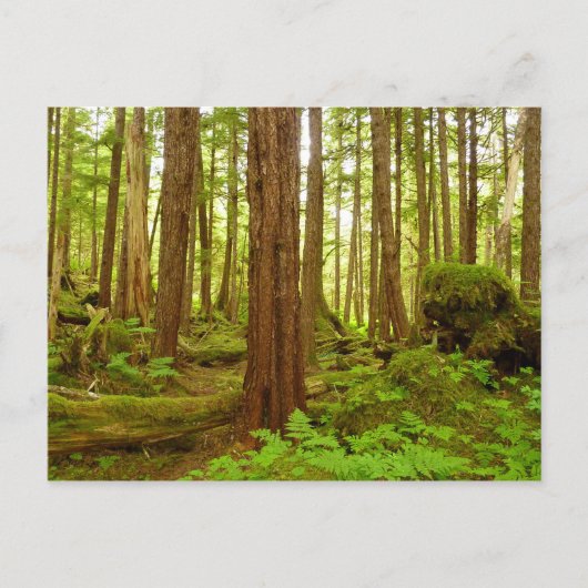 アラスカ温帯雨林 ポストカード (正面)